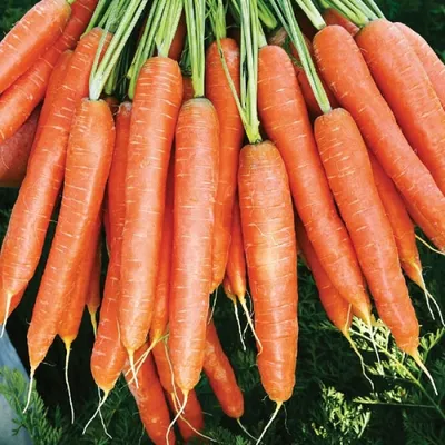 Семена моркови Берлин F1 купить в Ростове-на-Дону