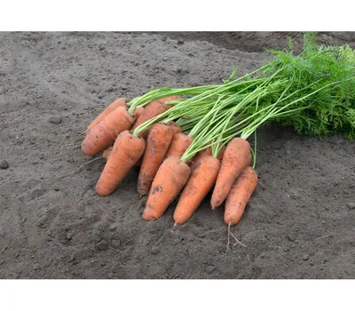 Морковь Кентон F1 (Bejo) - купить семена в Украине: отзывы, цена, описание  ᐉ Agriks