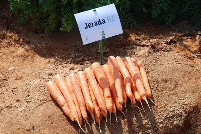 Молодые зеленые всходы, морковь пускают ростии в саде Стоковое Изображение  - изображение насчитывающей конец, семя: 121752767