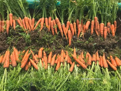 Семена моркови Болтекс - Boltex от HM-Clause купить в Казахстане