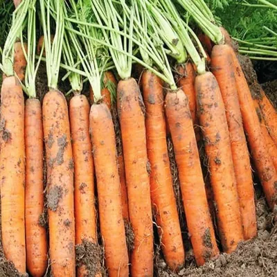 Морковь Семко Морковь Олимпиец - купить по выгодным ценам в  интернет-магазине OZON (821359549)