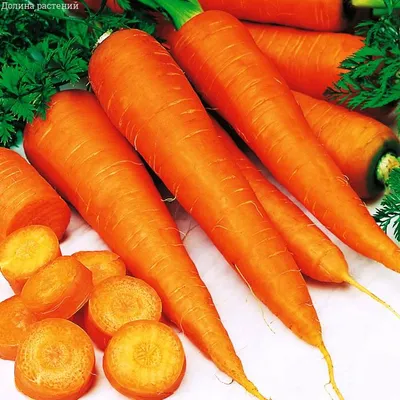 Самые урожайные сорта моркови, которые надо сажать в Украине