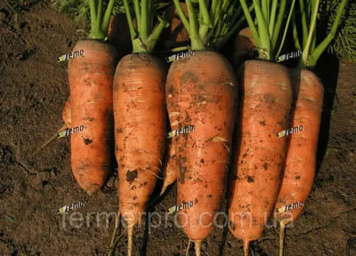 Семена моркови Престо F1 купить в Украине | Веснодар