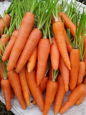 Кюрасао F1 - семена моркови, 1 000 000 семян (прецизионные, фр. от 1,6 до  2,6 мм), Bejo/Бейо (Голландия) - купить в интернет-магазине fremercentr.ru  быстрая доставка. Почтой или ТК.