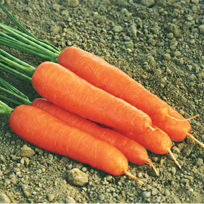 ДЖЕРАДА F1 (JERADA F1) - семена моркови, Rijk Zwaan