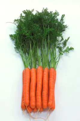 Морковь Ступицкая семена купить от Moravoseed, цена в Супермаркете Семян
