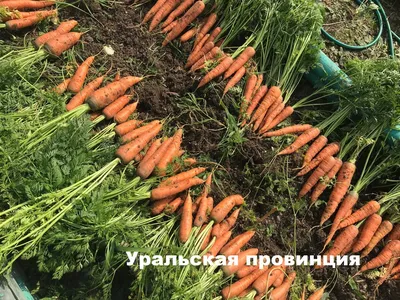 Рассада моркови – когда и как правильно сажать весной Lifestyle 24