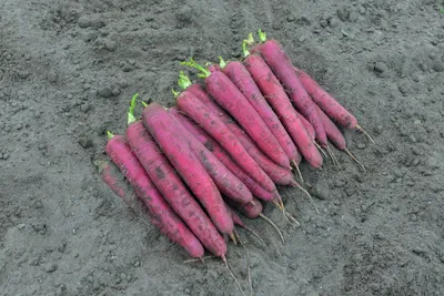 Посадка грядки моркови, подготовка земли и уход за морковью
