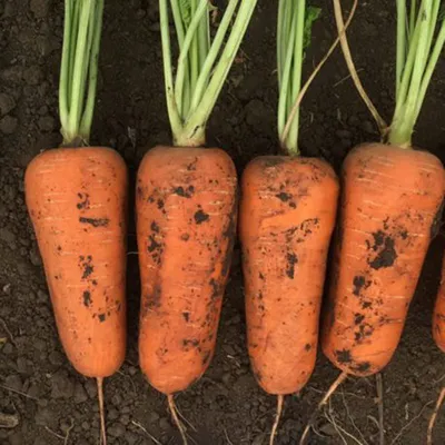 Если вы до сих пор обходили своим вниманием морковь, посейте ее сейчас — не  пожалеете