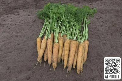 Семена моркови сорт Ред Кор купить | Питомник ВАСХНиЛ