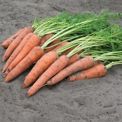 Семена Моркови ПОИСК Осенний король (лента) 8 м — цена в Энгельсе, купить в  интернет-магазине, характеристики и отзывы, фото