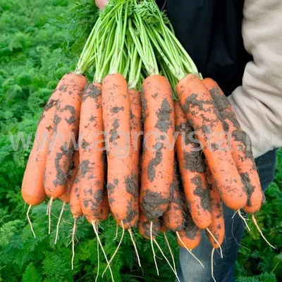 Семена моркови Боливар F1, среднеспелый гибрид, \"Clause\" (Франция), 500 000  шт (2,0-2,2) — Товары для выращивания овощей и фруктов — Интернет-магазин  Shoproslo