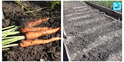 Купить Семена моркови для механизированной уборки Нанте Тип Люсия F1 25  000семян Agri-Saaten по цене от 636.30 грн. | интернет-магазин Капелька