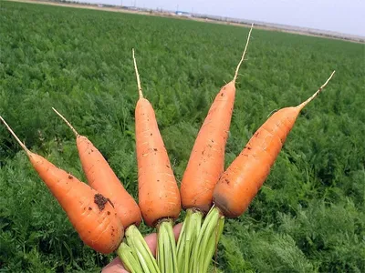 Поздний посев моркови. Летний эксперимент