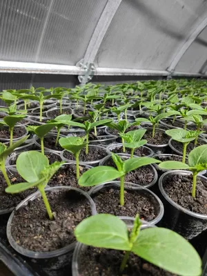 Зеленые побеги растений огурцов …» — создано в Шедевруме