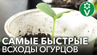 Чем полить рассаду огурцов, чтобы не вытягивалась – рассказываю о  проверенном годами составе | Уральская провинция | Дзен