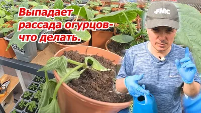 уДАЧНЫЕ СОТКИ: рассказываем, как различать семена огурцов | Новости Гомеля