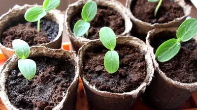 Выращивание огурцов рассадным способом или в опилках — Как лучше сажать  чтобы правильно вырастить | KVITOFOR