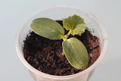 Выращивание огурцов дома. Как быстро вырастить огурцы на подоконнике или  балконе?