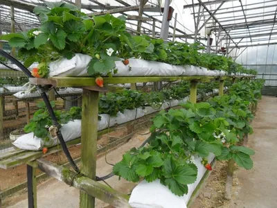 Технология выращивания клубники: новые методы | Маленькие огороды, Теплица,  Клубника