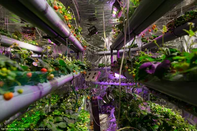 Своя и экологически чистая: как резидент ТОР в Приморье выращивает клубнику  по голландской технологии - PrimaMedia.ru