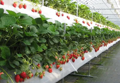 Перед тем как приступить к выращиванию клубники в теплице, нужно  подготовить бизнес-план и закупить н… | Hydroponic strawberries, Vegetable  garden beds, Hydroponics