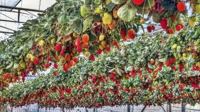 В чём секрет клубничного бизнеса и сколько можно заработать на сборе этой  ягоды, рассказали специалисты СООО “