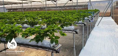 Выращивание клубники в теплице с использованием гидропонных систем -  Hydroponic Systems