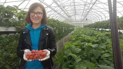 Земная ягода: почему тепличной клубнике не нужен субстрат