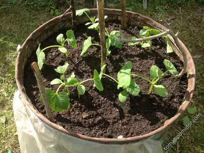 Выращивание огурцов в бочке - Огурцы, тыквы, кабачки, арбузы, дыни -  tomat-pomidor.com - форум