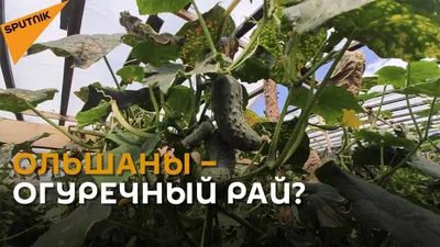 Выращивание огурцов в бочках, собственный опыт - Мир Садоводства