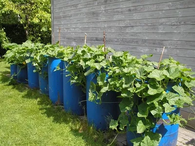 Как правильно посадить огурцы в бочке с компостом на улице: способы и сроки