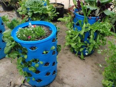 Помидоры черри в бочках – мои отзывы о выращивании | Выращивание томатов,  Растения, Садовые растения