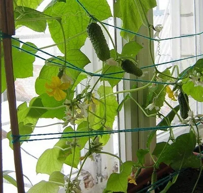 Выращивание огурцов в бочке: как посадить с компостом и без - технологии и  способы агротехники