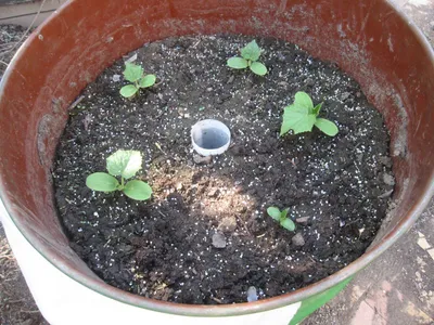 Как вырастить огурцы в бочке на даче - советы садоводов