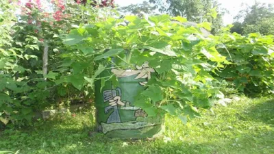 3 способа выращивания огурцов на маленьком участке | На грядке (Огород.ru)