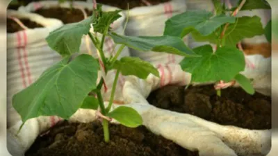 Выращиваем огурцы в мешках - YouTube
