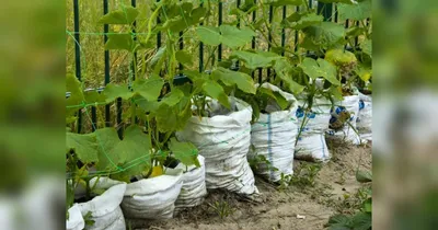 Купить 20 галлонов домашний сад ручные горшки для деревьев мешки для  выращивания растений садовые посадки выращивание фруктов и овощей кашпо |  Joom
