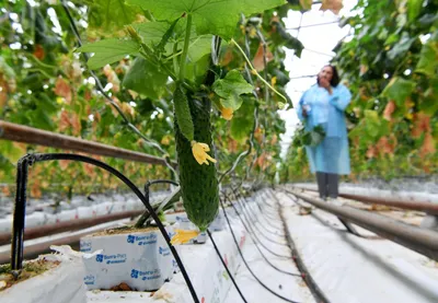 Необычные способы выращивания огурцов от наших читателей | На грядке  (Огород.ru)