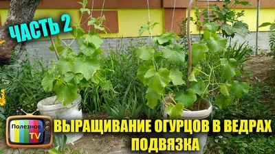 Полезные статьи | Как увеличить урожай ТОМАТОВ с помощью МЕШКОВ. |  Интернет-магазин