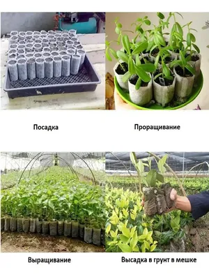 7 необычных способов выращивания овощей | На грядке (Огород.ru)