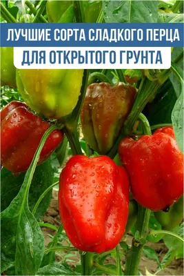 16 лучших сортов и гибридов сладкого перца для теплицы | Маленькие огороды,  Выращивание малины, Тепличное садоводство