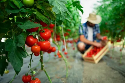 Шаг за шагом: как вырастить вкусные помидоры в домашних условиях\" | Дачный  отдых | Дзен