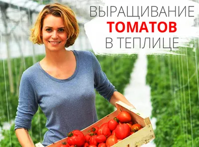 Выращивание томата в теплице ᐉ Удобрения, полив, сбор урожая |  NEW-SEEDS.COM.UA