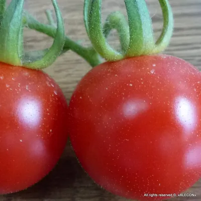 🍅Мобильный огород: выращивание томатов и перца в горшках . Как вырастить  помидоры в горшках