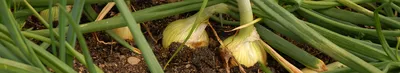 Лук севок — болезни и вредители, таблица с картинками, 6 полезнейших  советов о выращивании лука | Дача - это маленькая жизнь | Дзен