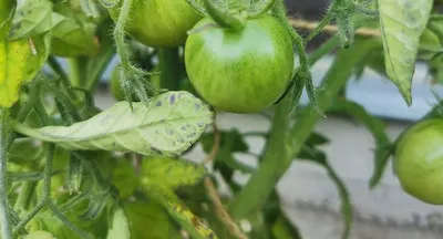 Болезни томатов в теплице и их лечение - как распознать и бороться |  Теплица, Лечение, Растения
