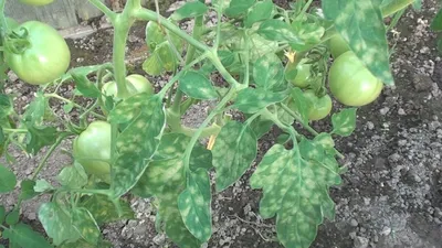 Фитофтора на помидорах: как бороться народными средствами, как выглядит,  признаки, профилактика
