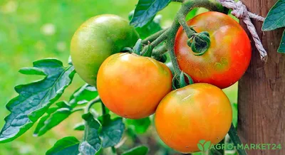 7 распространённых болезней томатов: как выявить и чем лечить —  Интернет-канал «TV Губерния»