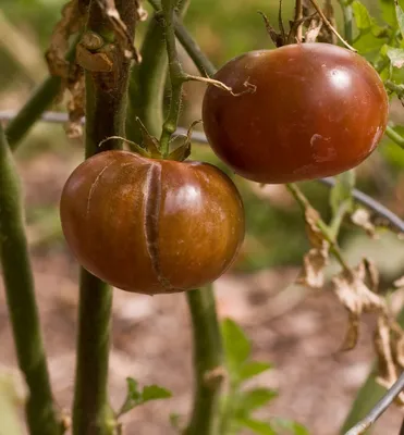 Желтеют и сохнут листья у помидор - Agro-Market24